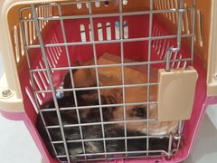 -喵zoo家庭繁育猫舍(尖东智能花园店)