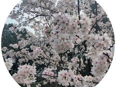-武汉大学-樱园