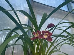 -国家植物园南园