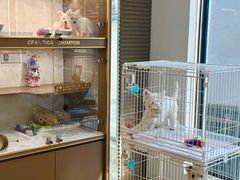 -翊宠yipet猫狗购宠庄园犬舍•猫舍