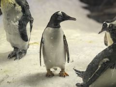 -悉尼海洋生物水族馆