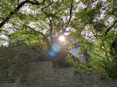 -皇藏峪国家森林公园
