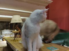 -猫色咖啡·猫咖
