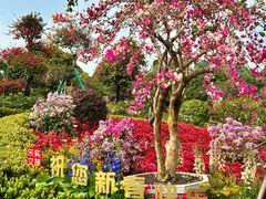 -东莞植物园