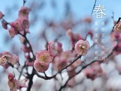 -香雪海