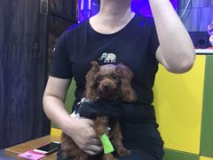 -严国平动物医院(德政总院)