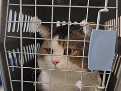 -伟伟宠物医院·CT影像中心·瑞派犬猫综合性门诊(汉口总院)