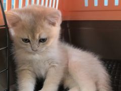 -瑞派·关忠动物医院·猫专科·犬专科(三环新城店)