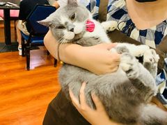 -猫小院猫主题咖啡厅(北锣店)