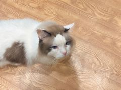 -猫色咖啡·猫咖