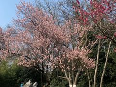 -菊花台公园