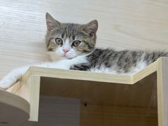 -屋虎猫馆(宝安大仟里店)