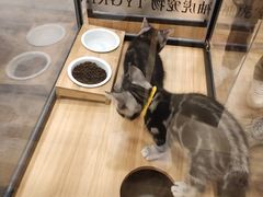 -袖虎·猫馆(体育西路店)