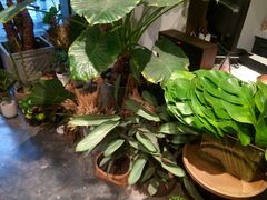 -植物学家的女儿(北马道巷店)