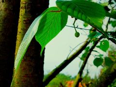 -铁山坪森林公园