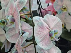 -上海鲜花港