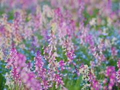 -花开海上生态园