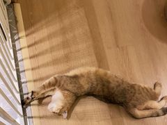 -猫腻·猫咖·撸猫馆(星光大道店)