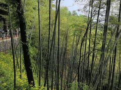 -莫干山风景区
