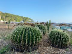 -广东惠东海龟国家级自然保护区