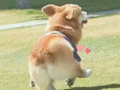 -鞠氏黑芝麻糊(水塔店)