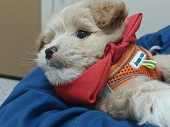 -瑞派康怡24h宠物医院·犬猫医疗中心·微创绝育(瑞景分院)