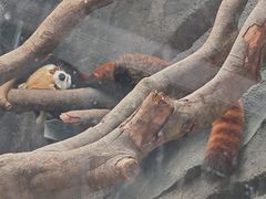 -武汉动物园