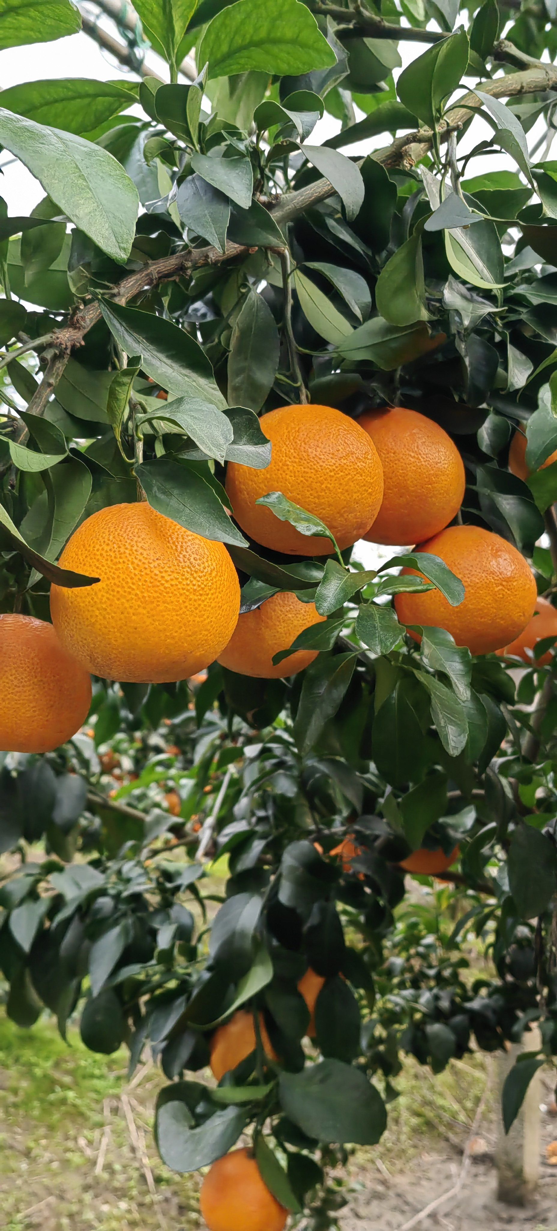 咬一口就爆汁的红美人