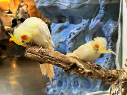 -Zoolung Zoolung动物主题公园(海信广场店)