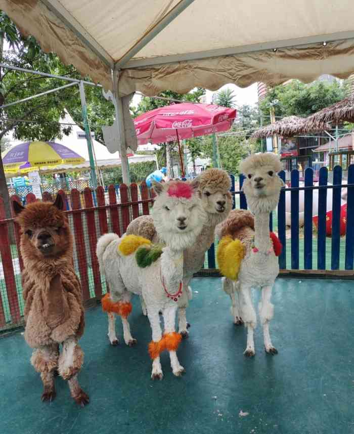 亲子动物乐园(槐房万达店)