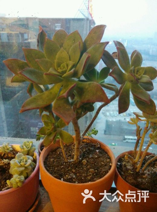 秦美花卉市场-图片-西安购物-大众点评网