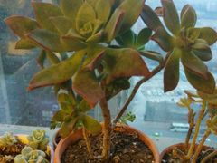 -秦美花卉(天朗·莱茵小城2期店)