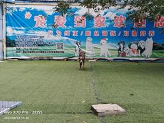 -宠物寄养训练学校
