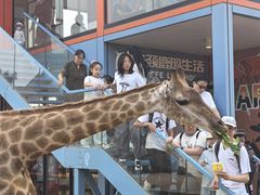 -西霞口神雕山野生动物世界