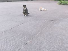 -杭州西湖风景名胜区-三生石