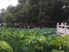 -莲湖公园