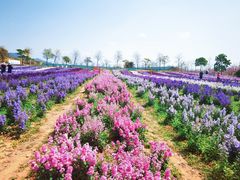 -天适樱花悠乐园