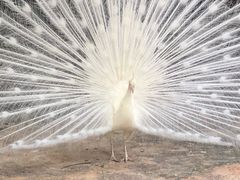 -三亚千古情景区游客中心-接待中心