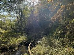 -五营红松林海景区