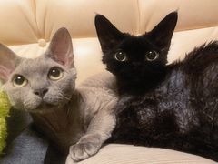 -十年猫舍·猫咪专门店(普陀店)