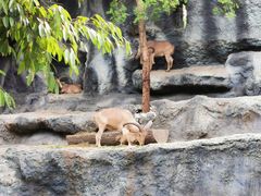 -清迈夜间动物园