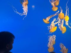 -太平洋海底世界