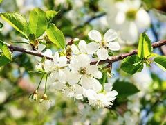 -樱桃山旅游景区