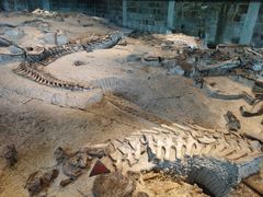 -自贡恐龙博物馆