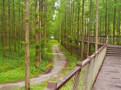 -黄海国家森林公园