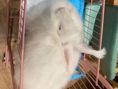 -猫色咖啡·猫咖