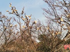 -无锡梅园公园