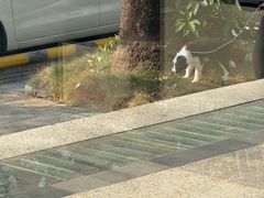 -博特宠物医院24h犬猫全科.骨科·异宠
