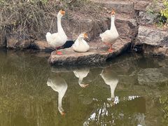 -水绘园