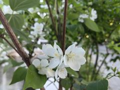 -上海辰山植物园
